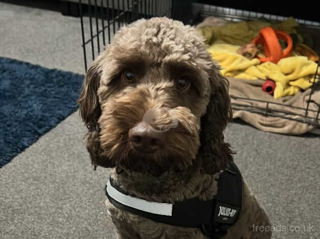 Cockerpoo ( chocolate ) for sale in Nuneaton, Warwickshire - Image 1