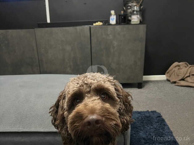 Cockerpoo ( chocolate ) for sale in Nuneaton, Warwickshire - Image 2