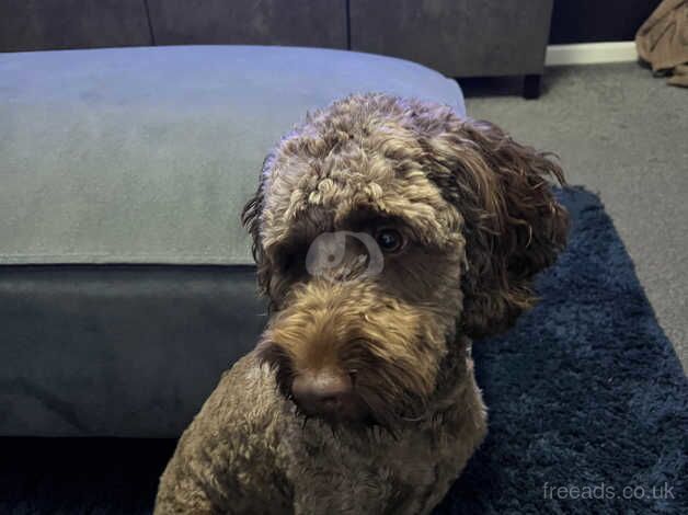 Cockerpoo ( chocolate ) for sale in Nuneaton, Warwickshire - Image 3