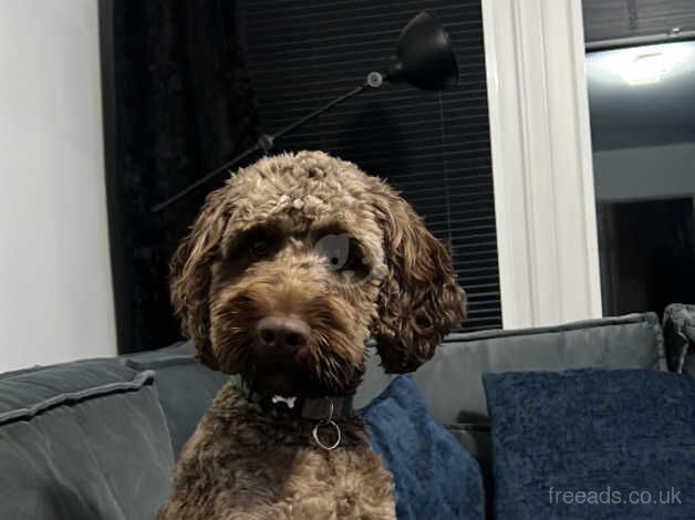 Cockerpoo ( chocolate ) for sale in Nuneaton, Warwickshire - Image 4