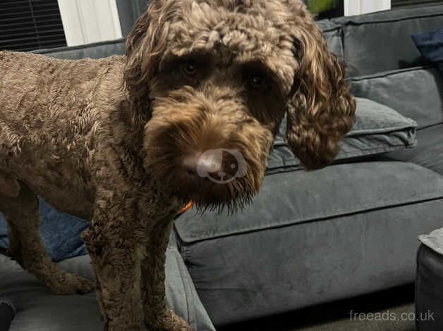 Cockerpoo ( chocolate ) for sale in Nuneaton, Warwickshire - Image 5