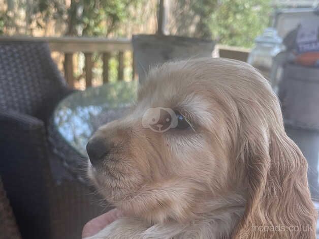 Cockerpoo/cocker spaniel for sale in Grays, Essex