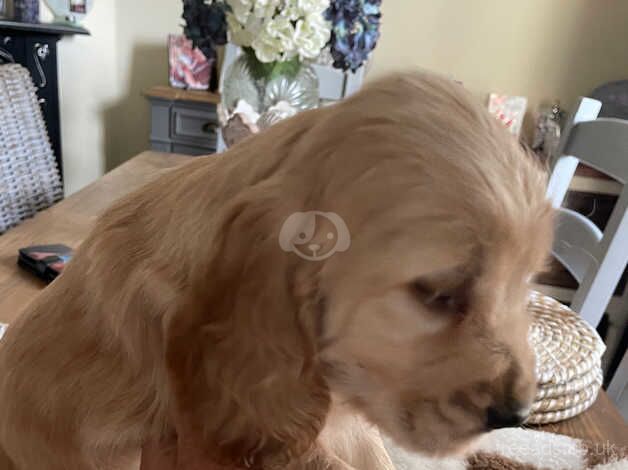 Cockerpoo/cocker spaniel for sale in Grays, Essex - Image 2