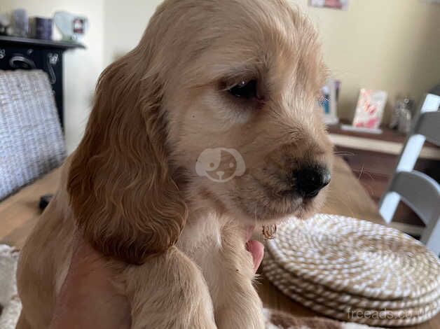 Cockerpoo/cocker spaniel for sale in Grays, Essex - Image 3