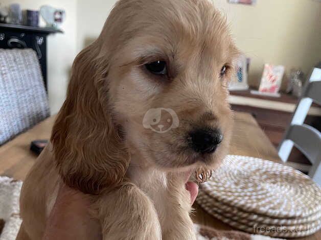 Cockerpoo/cocker spaniel for sale in Grays, Essex - Image 4