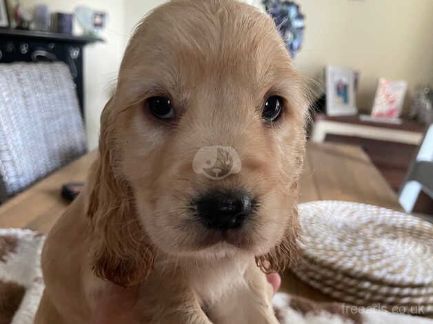 Cockerpoo/cocker spaniel for sale in Grays, Essex - Image 5