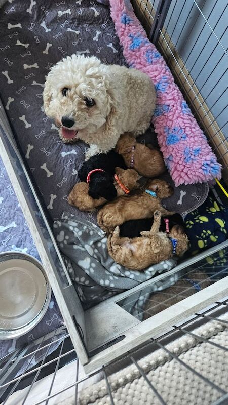 Cockerpoo f2 puppies for sale in Flint / Y Fflint, Clwyd - Image 1