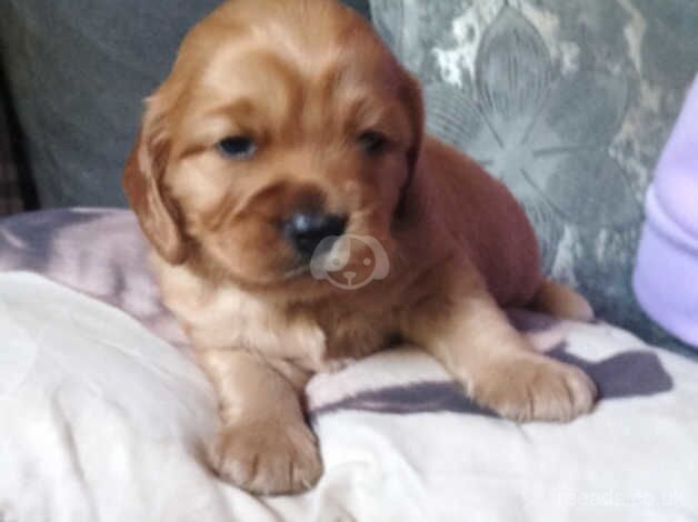 Cockerpoo for sale in Barnsley, South Yorkshire