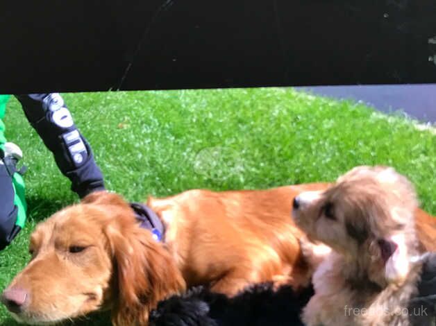 Cockerpoo for sale in Castleford, West Yorkshire