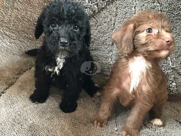 Cockerpoo for sale in Castleford, West Yorkshire - Image 2