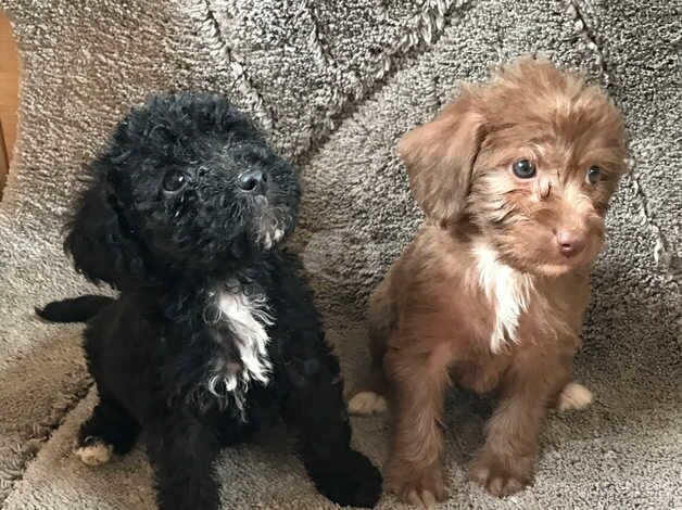 Cockerpoo for sale in Castleford, West Yorkshire - Image 3