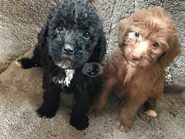 Cockerpoo for sale in Castleford, West Yorkshire - Image 4