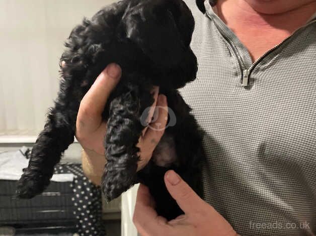 Cockapoo Puppies for sale in South Yorkshire