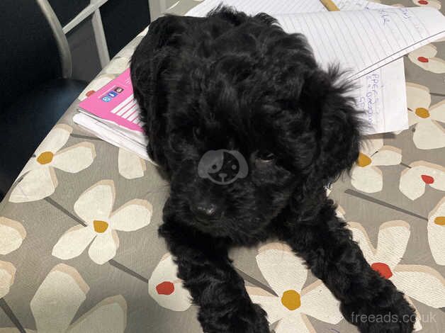 Cockerpoo for sale in Rotherham, South Yorkshire - Image 1