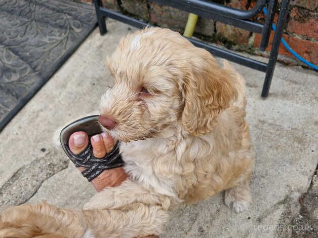 Cockerpoo for sale in Sturminster Newton, Dorset