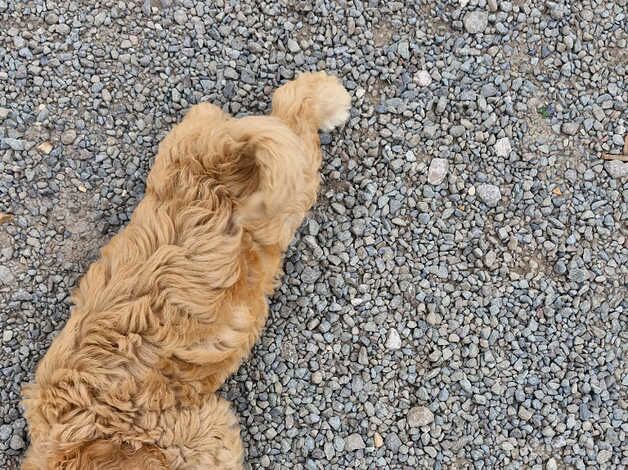 Cockerpoo for sale in Sturminster Newton, Dorset - Image 2