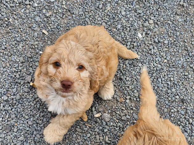 Cockerpoo for sale in Sturminster Newton, Dorset - Image 3