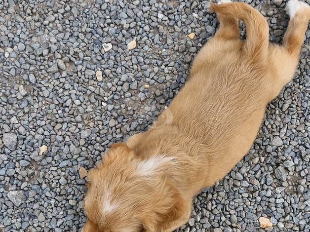 Cockerpoo for sale in Sturminster Newton, Dorset - Image 4