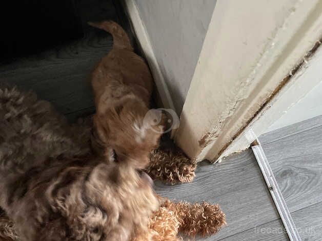 Cockerpoo pupies for sale in Rotherham, South Yorkshire