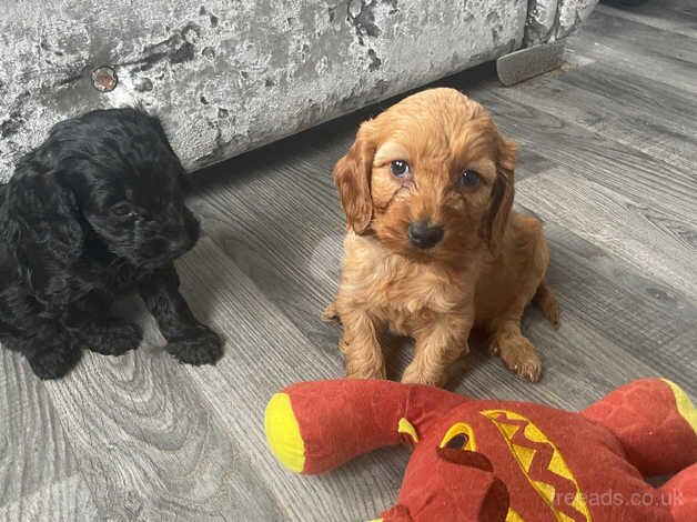 Cockerpoo puppie for sale in Walsall, West Midlands - Image 1