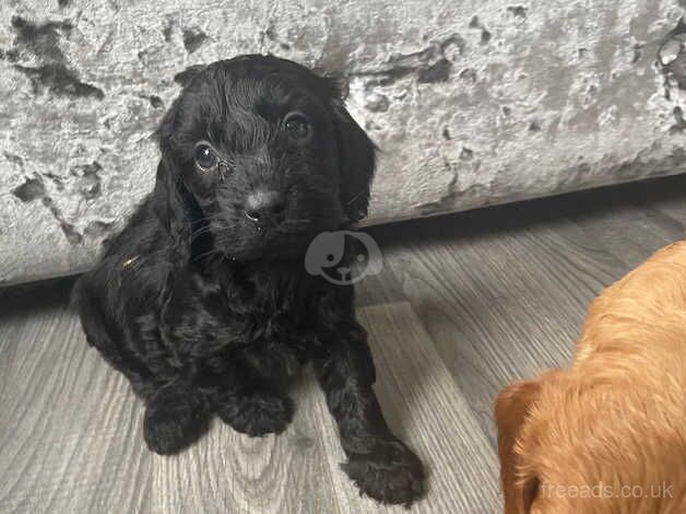 Cockerpoo puppie for sale in Walsall, West Midlands - Image 2