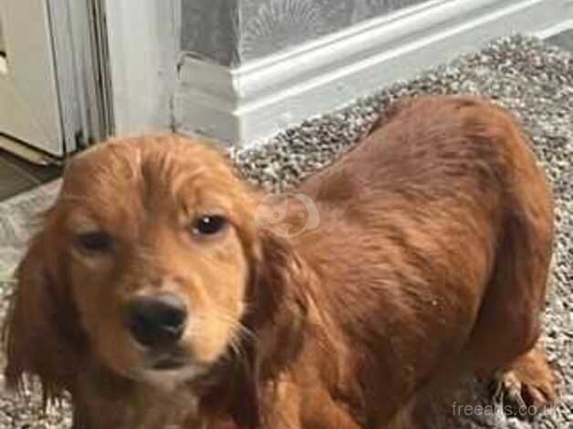 Cockapoo Puppies for sale in West Midlands