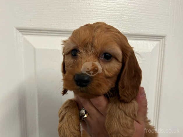 Cockapoo Puppies for sale