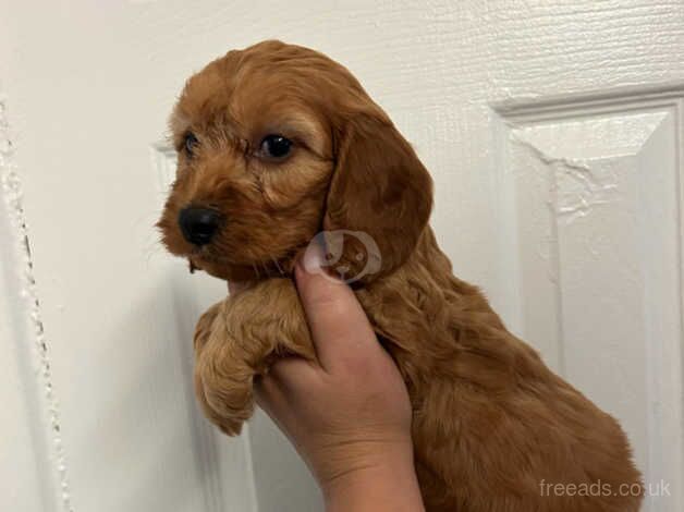 Cockerpoo puppie for sale in Walsall, West Midlands - Image 5