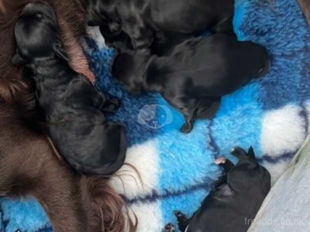 Cockerpoo puppies 1boy 4 girls dna clear for sale in Montrose, Angus