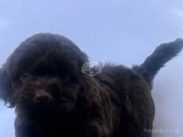 Cockerpoo puppies 1boy 4 girls dna clear for sale in Montrose, Angus - Image 2