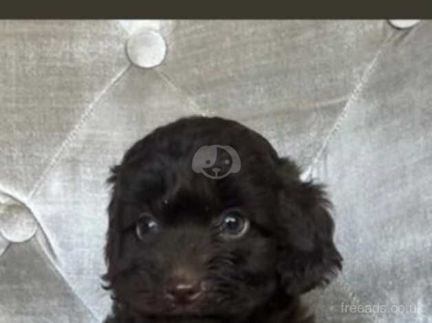 Cockerpoo puppies 1boy 4 girls dna clear for sale in Montrose, Angus - Image 3