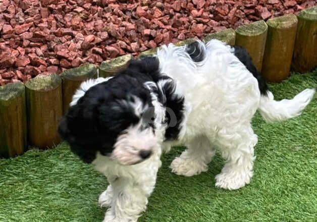 Cockerpoo puppies 2 girls for sale in Telford, Shropshire