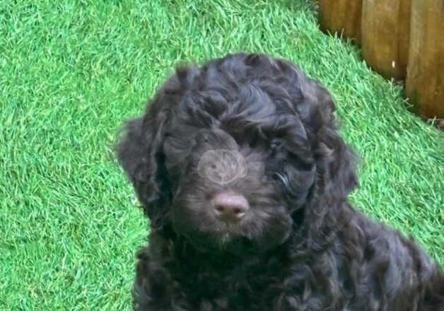 Cockerpoo puppies 2 girls for sale in Telford, Shropshire - Image 2