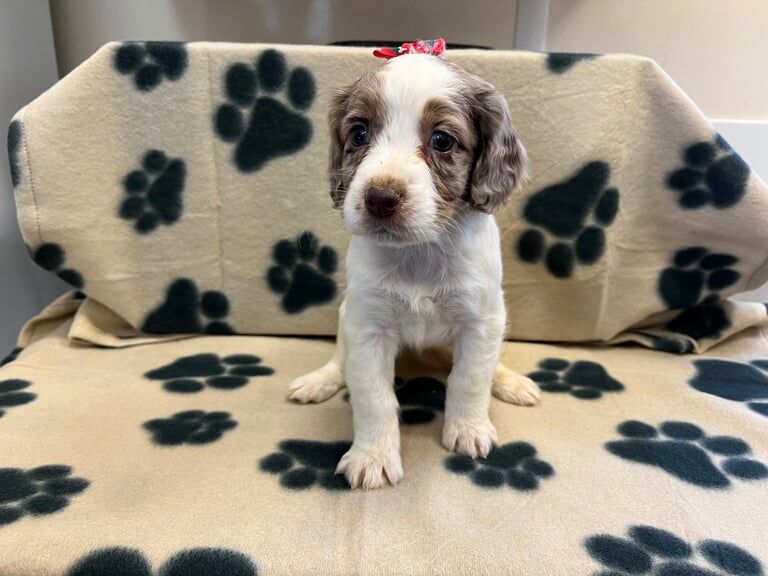 Cockerpoo puppies for sale in Middlesbrough, North Yorkshire