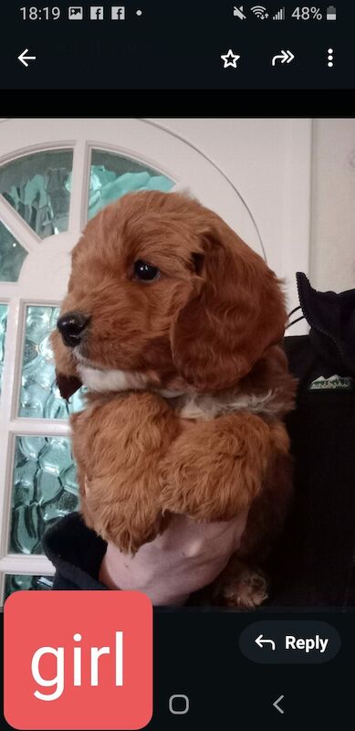 Cockerpoo puppies. for sale in Runhall, Norfolk