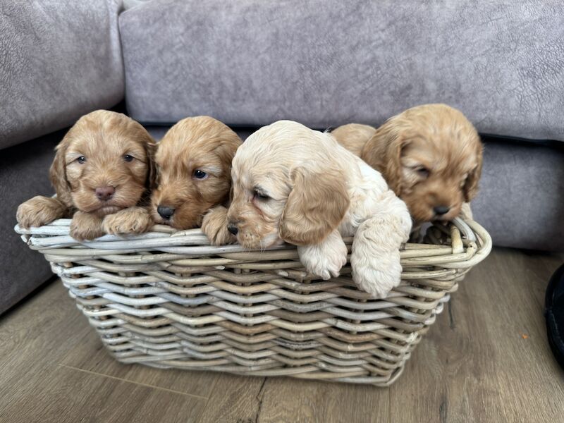 Cockerpoo puppies for sale in West Malling, Kent