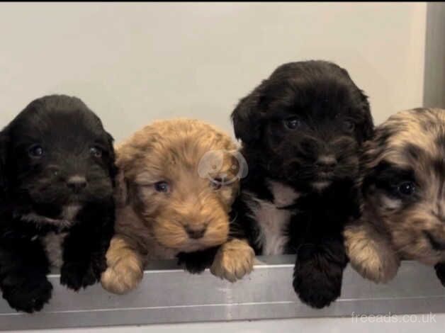 cockerpoo puppies. 8 weeks old. for sale in Cardiff - Image 1