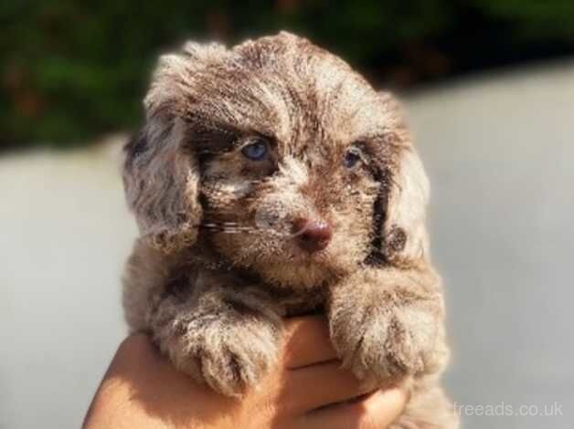 cockerpoo puppies. 8 weeks old. for sale in Cardiff - Image 2