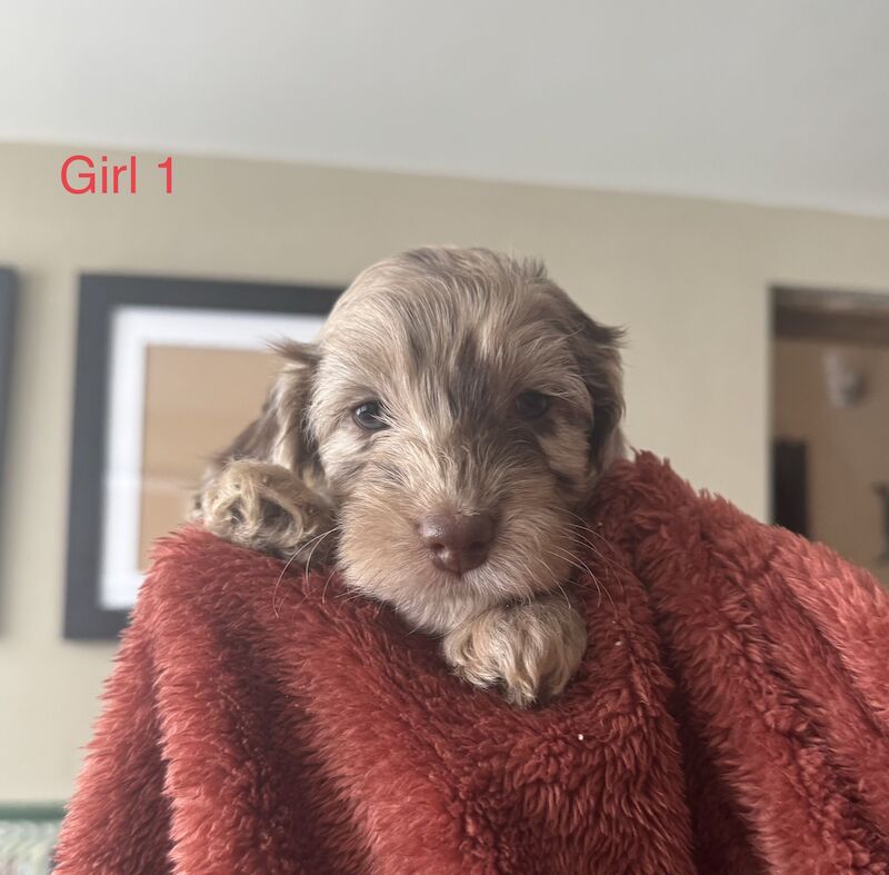 Cockerpoo puppies F1b for sale in Rayleigh, Essex