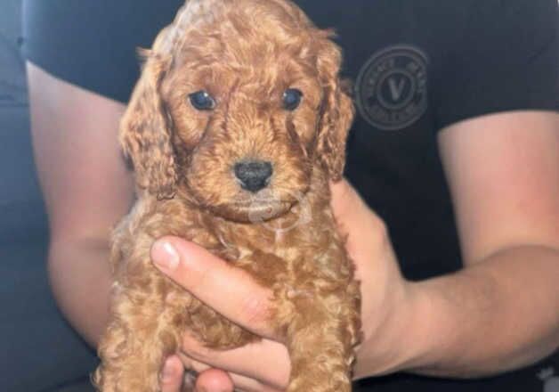 Cockerpoo puppies for sale in Fareham, Hampshire