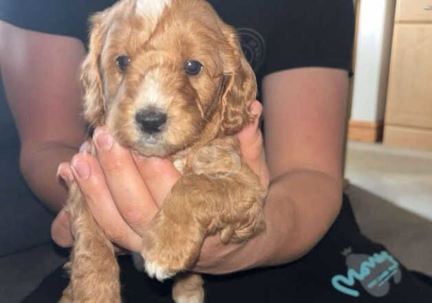 Cockerpoo puppies for sale in Fareham, Hampshire - Image 2