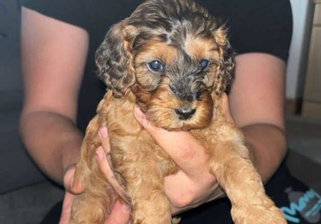 Cockerpoo puppies for sale in Fareham, Hampshire - Image 3