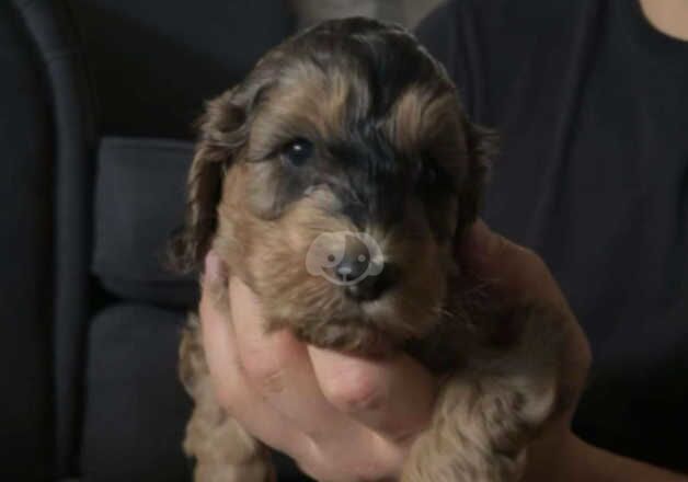 Cockerpoo puppies for sale in Fareham, Hampshire - Image 4