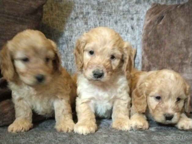 Cockerpoo puppies for sale in Bishop Auckland, County Durham - Image 1