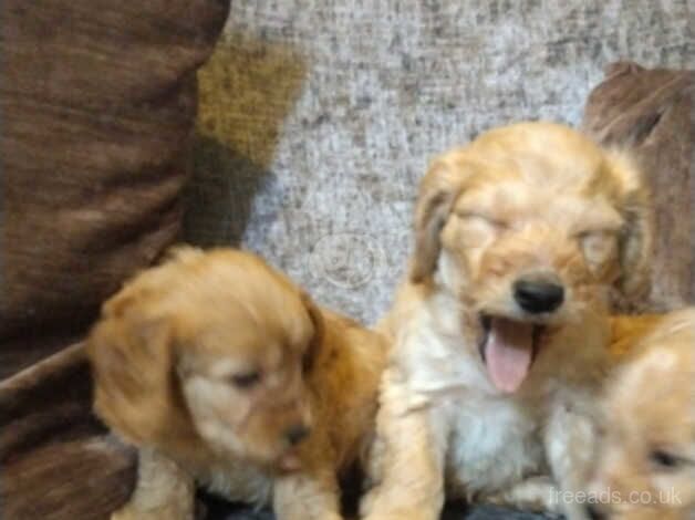 Cockerpoo puppies for sale in Bishop Auckland, County Durham - Image 2