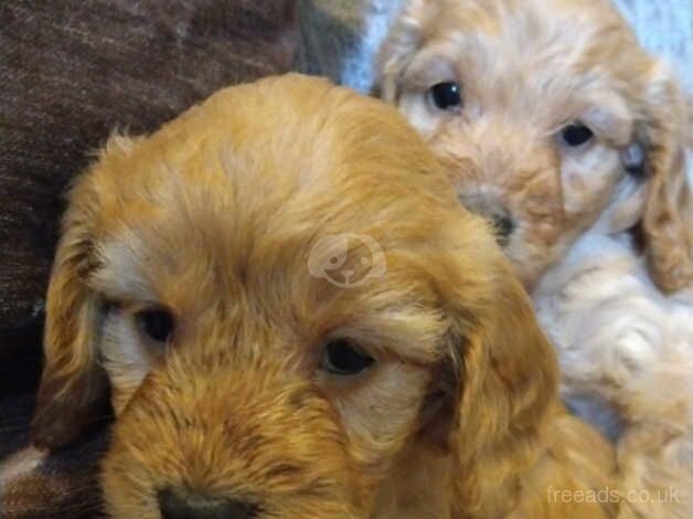 Cockerpoo puppies for sale in Bishop Auckland, County Durham - Image 3