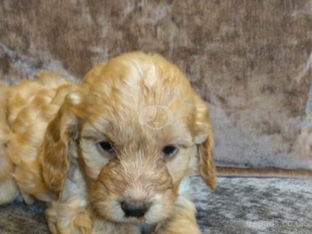 Cockerpoo puppies for sale in Bishop Auckland, County Durham - Image 4