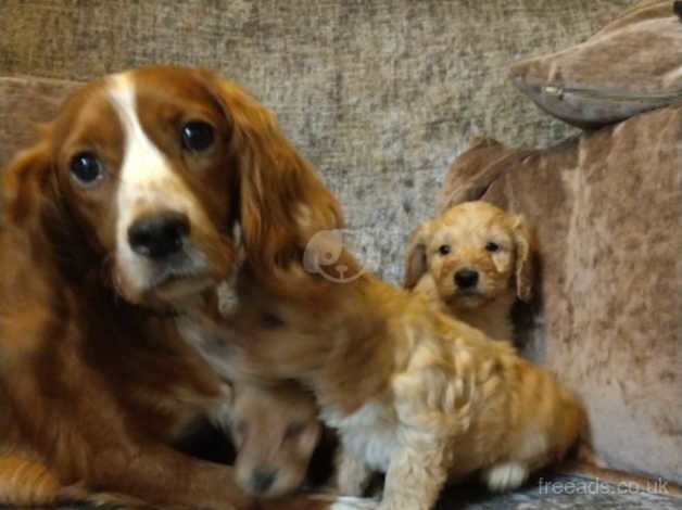 Cockerpoo puppies for sale in Bishop Auckland, County Durham - Image 5