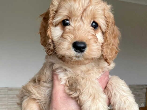 Cockerpoo puppies for sale in Castleford, West Yorkshire - Image 1