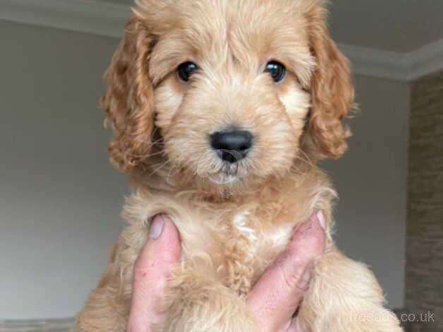 Cockerpoo puppies for sale in Castleford, West Yorkshire - Image 2